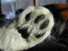 Kitten&rsquo;s paw