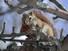 Squirrel holding a rotten Apple