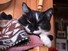 Kitten