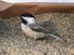 Chickadee