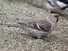 Redpoll