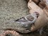 Redpoll