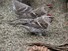 Redpolls