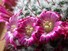 Cactus flowers