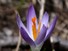 Crocus