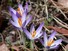 Crocuses