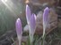 Backlit Crocuses