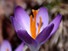 Crocus