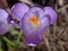 Crocus