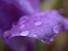 Wet Crocus petal