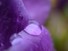 Water drop on Crocus