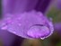 Water drop on Crocus petal