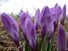 Wet Crocuses