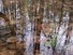 Forest reflections in leaf puddle