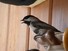Chickadee