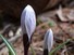 Crocuses