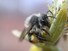 Bumblebee on Willow