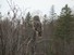 Great Grey Owl