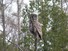 Great Grey Owl