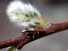 A Bug on a Willow branch