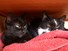 Shadow and Kitten