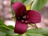 Red Trillium
