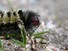 Caterpillar eating grass