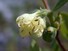 Honeysuckle