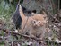Jasaroo and Marmalade