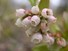Blueberry flowers