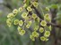 Currant flowers