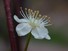 Pin Cherry blossom