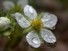 Wet Strawberry flower
