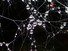 Wet Spiderweb
