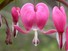 Bleeding Heart flowers