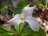 White Trillium