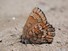 Eastern Pine Elfin