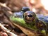 Mink Frog