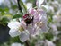 Apple flowers