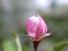 Apple flower bud