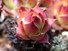 Hens & Chicks plant