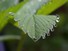 Wet Strawberry leaf