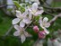Apple blossoms