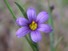 Blue-eyed Grass
