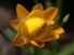Strawflower