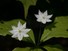 Starflowers