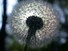 Backlit Dandelion