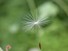Dandelion seed