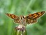 Arctic Skipper