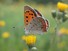 American Copper